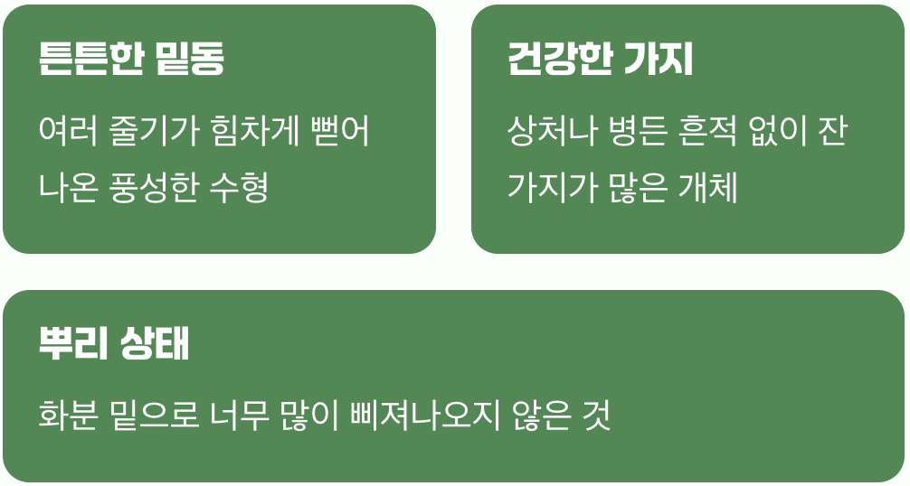 첫 만남, 건강한 어린나무 고르기