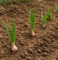 마늘 심는 방법