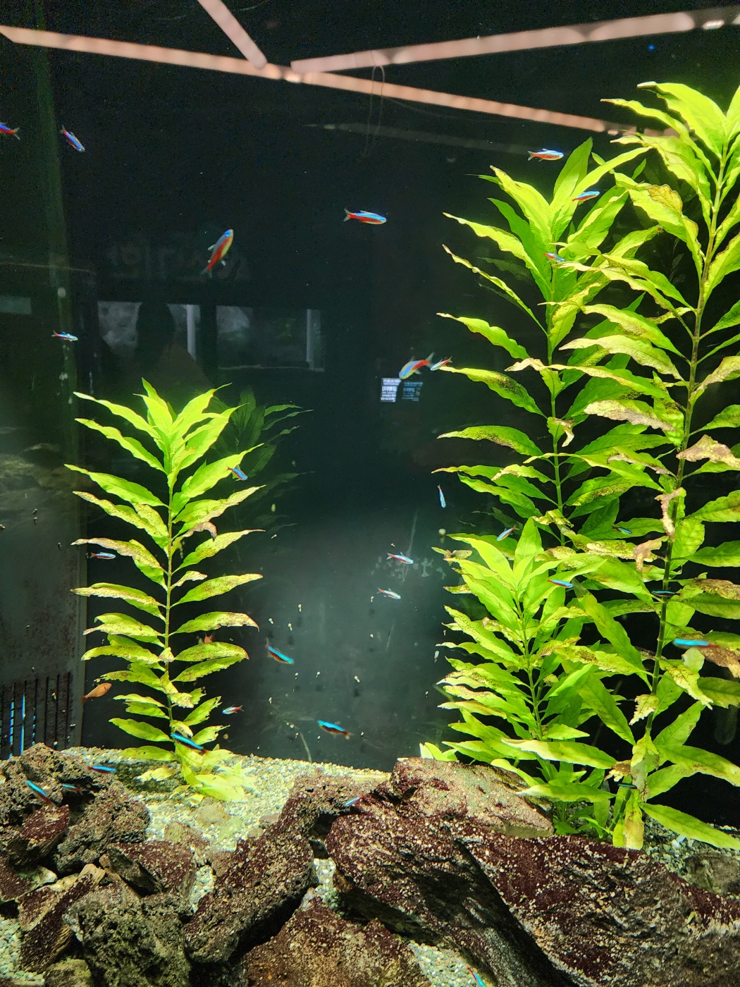 큰 어항속 물고기들