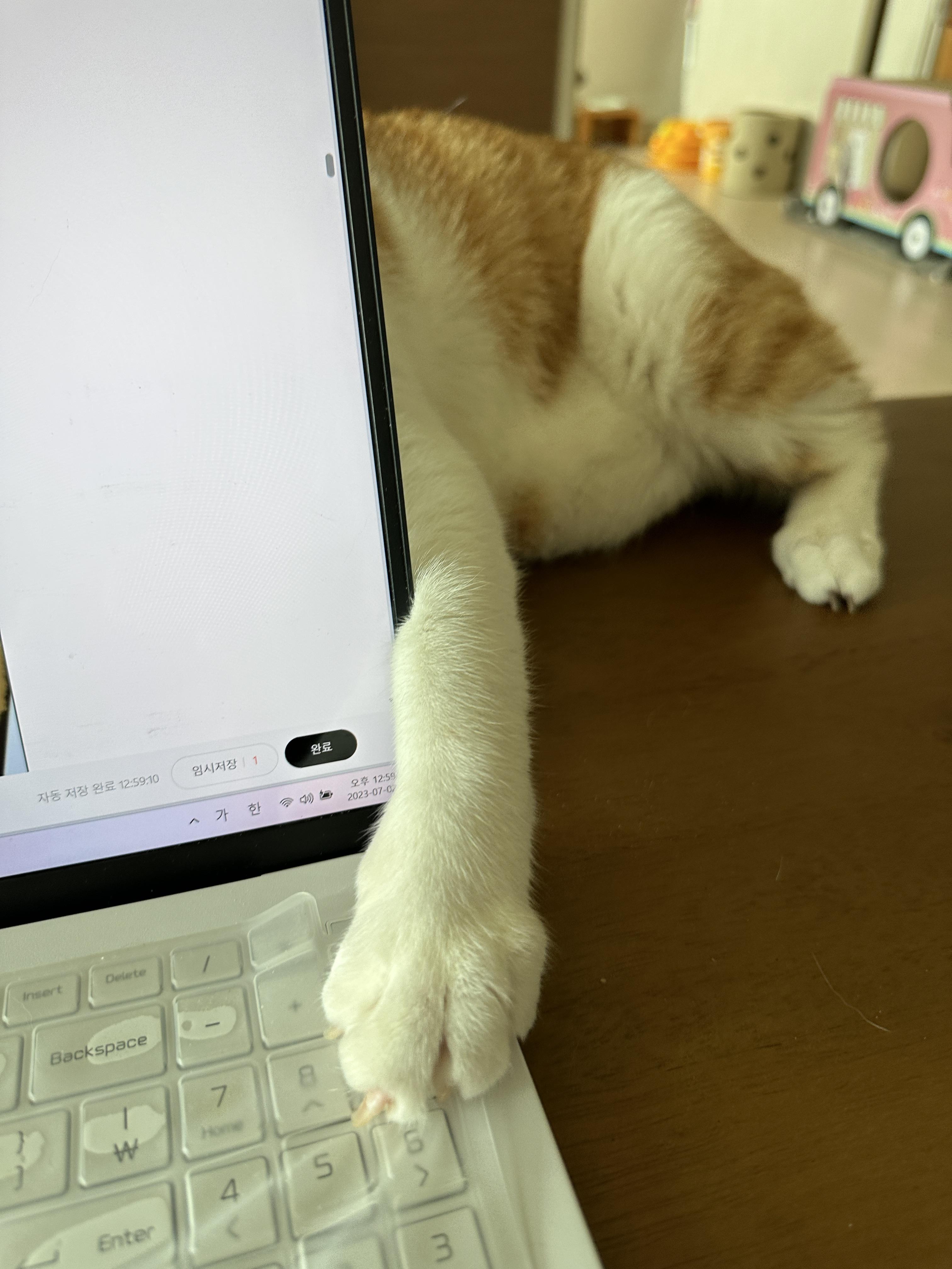 막둥이_앞발