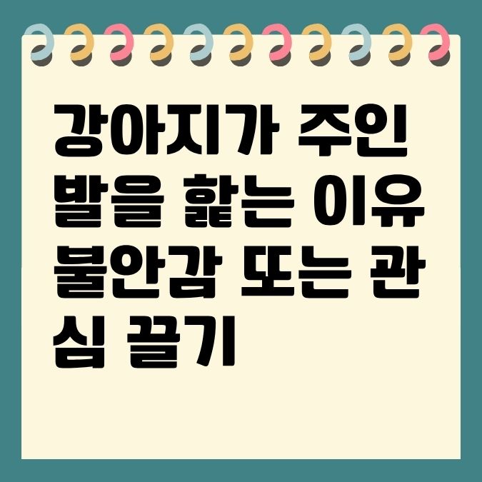 강아지가 주인 발을 핥는 이유 불안감 또는 관심 끌기