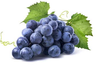 포도와 아보카도/출처:어도비스톡