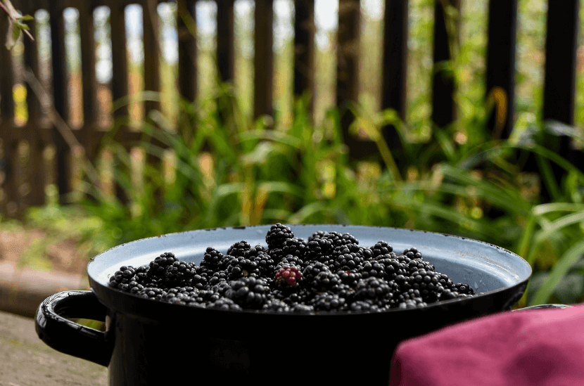 항산화 식품 폴리페놀 블랙베리 사진