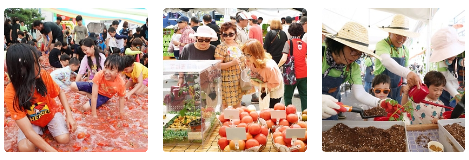 토마토축제 사진