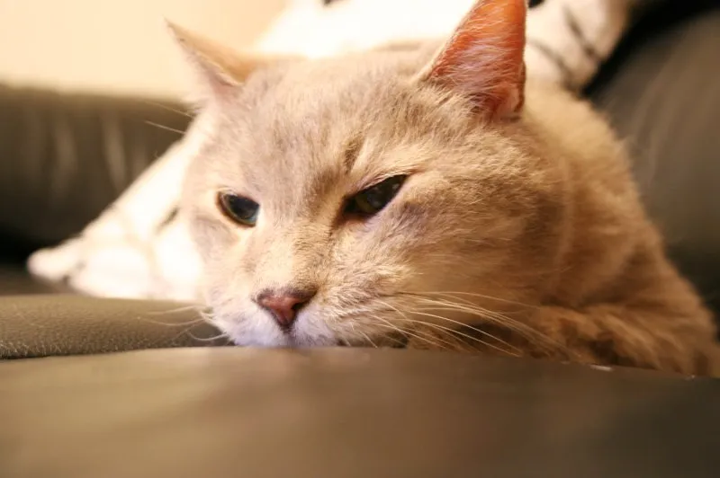  노령묘 질병 습식 사료_5