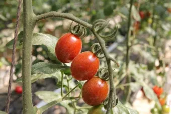 방울토마토 재배 화분 키우기 적심 유인 당도 관리_4