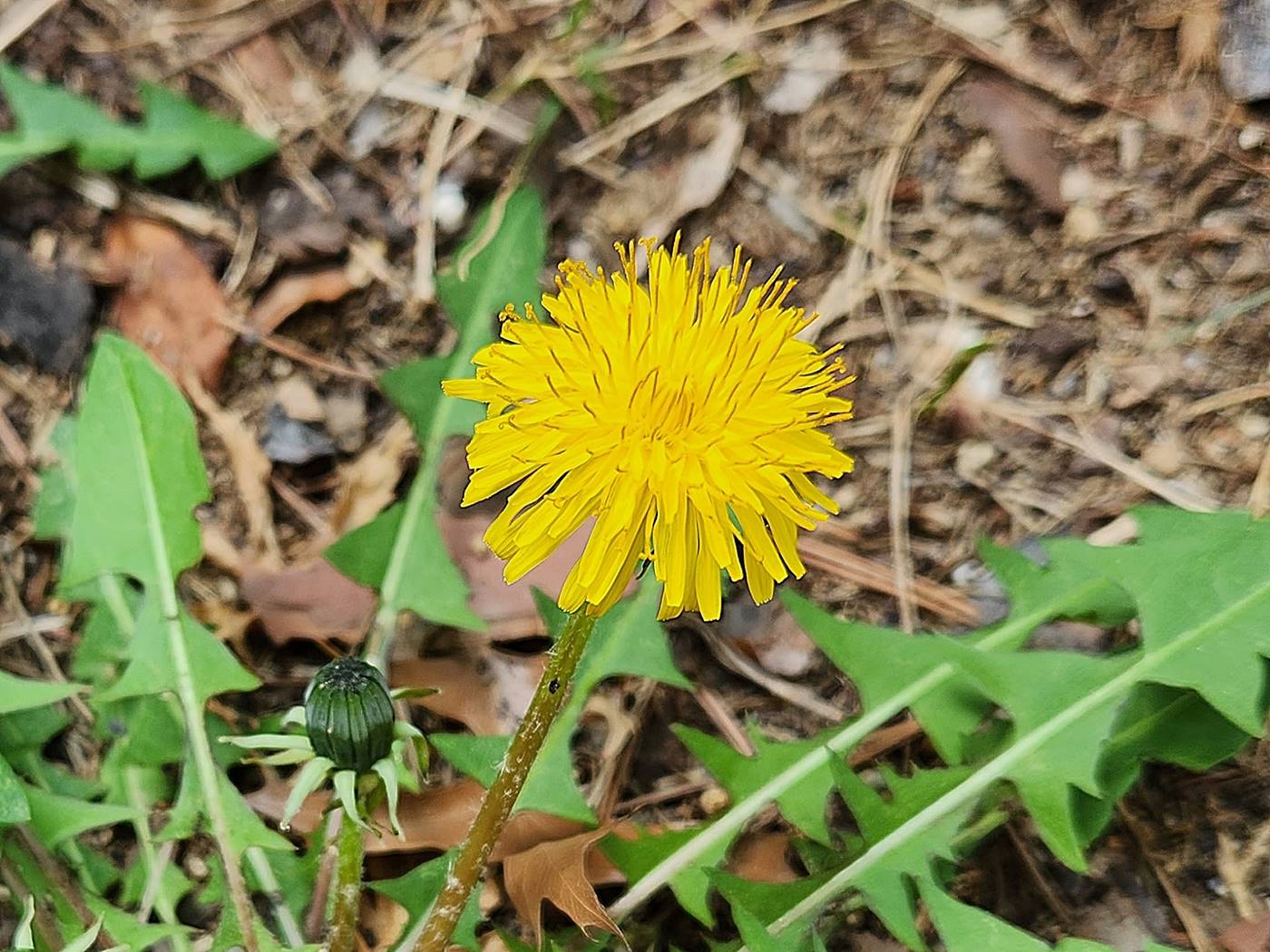서양민들레 dandelion