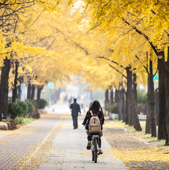산책하기 좋은 서울 단풍 명소 110선