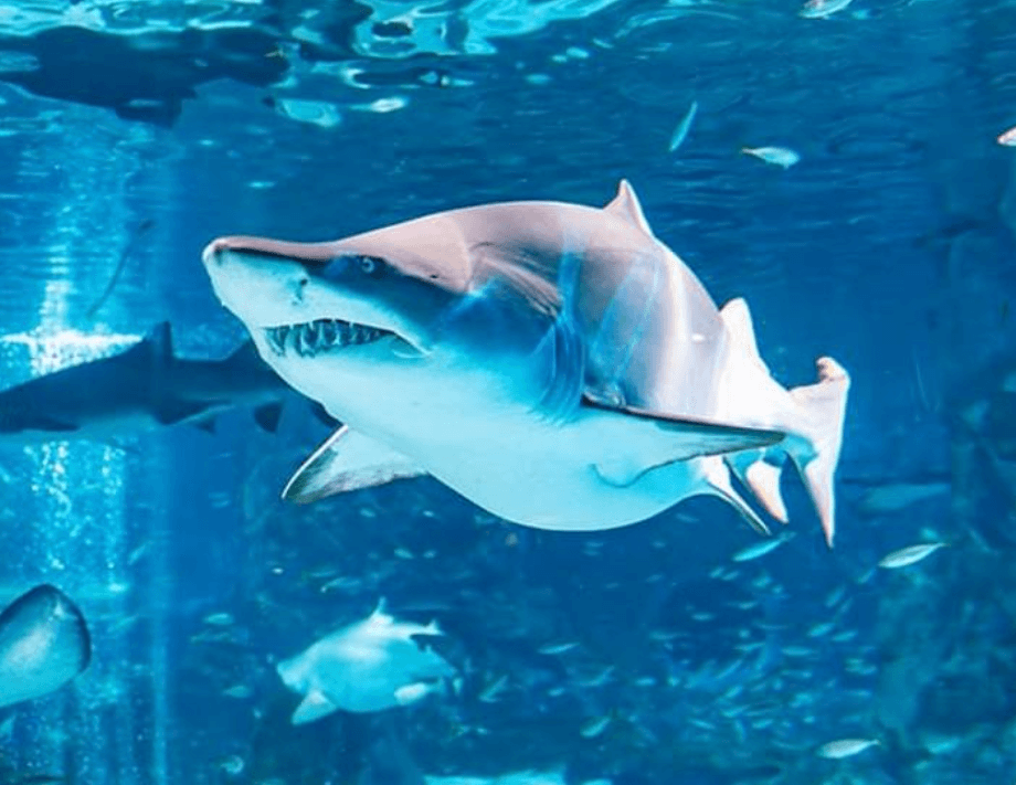 코엑스 아쿠아리움 이미지