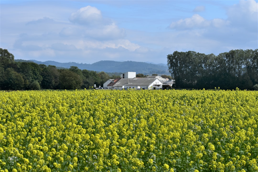 Farmland