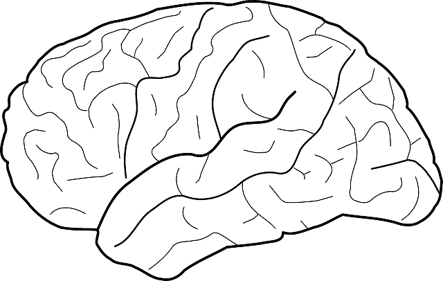 인지력 건강기능식품