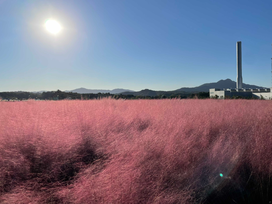 양주 나리농원 꽃 축제