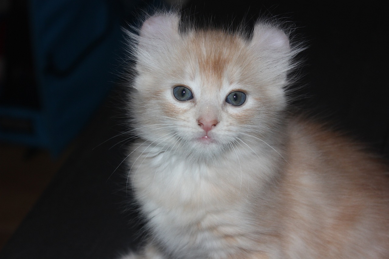 아메리칸 컬(American Curl)3