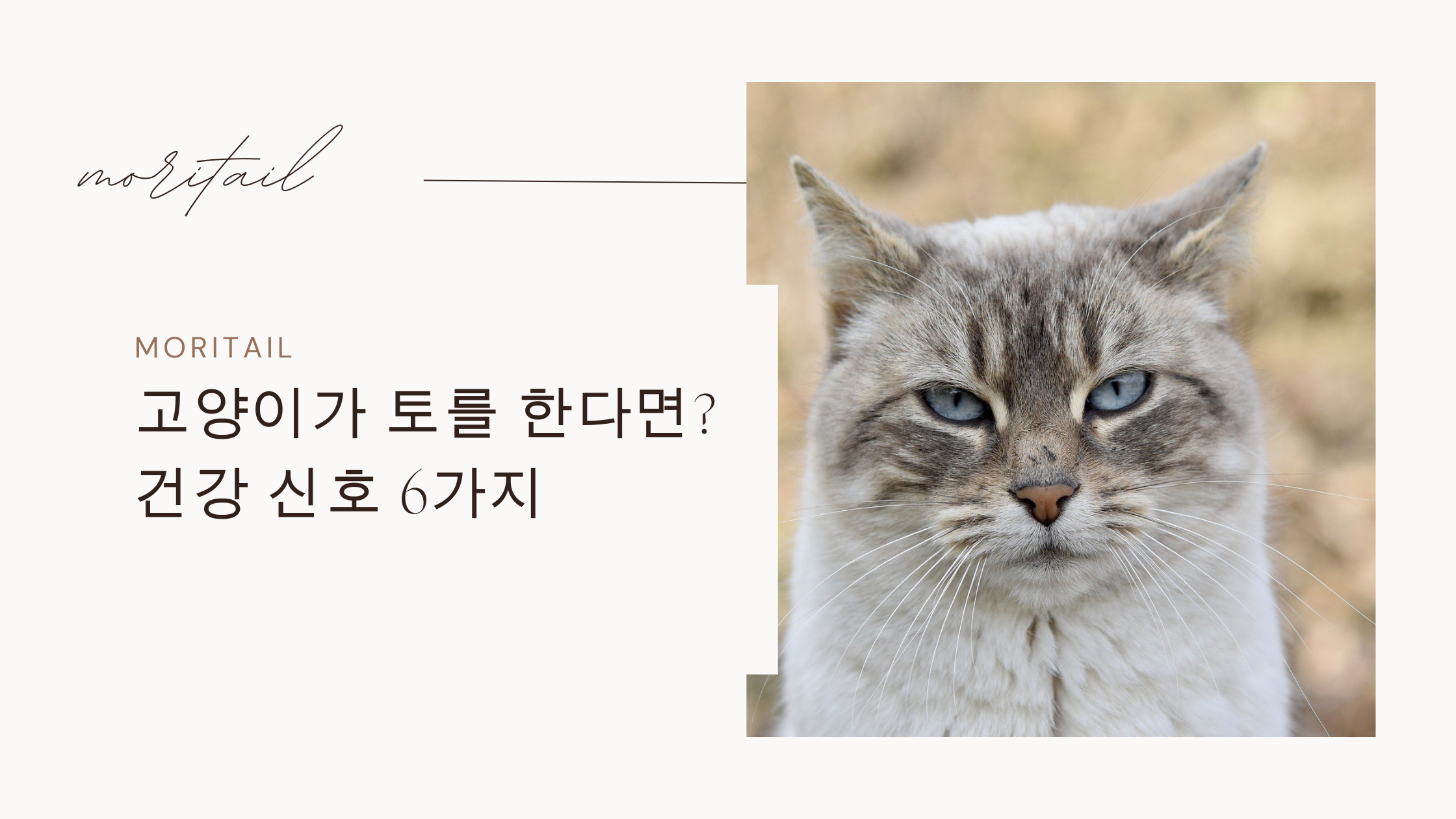 고양이 토를 한다면? 건강신호 6가지