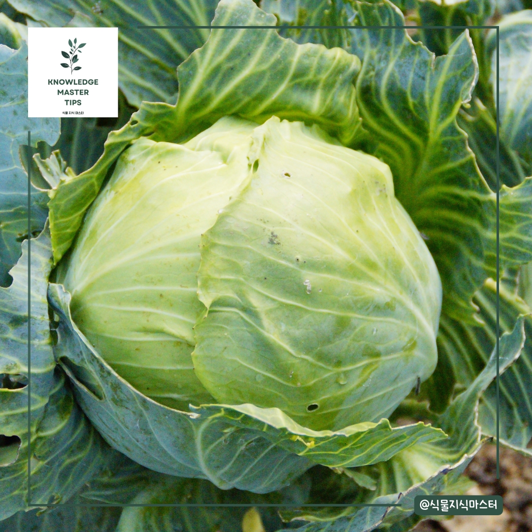 8월에 심기 좋은 농작물 - 배추