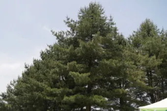 잣 재배 암수 구분 수분 수정 송이 관리_6