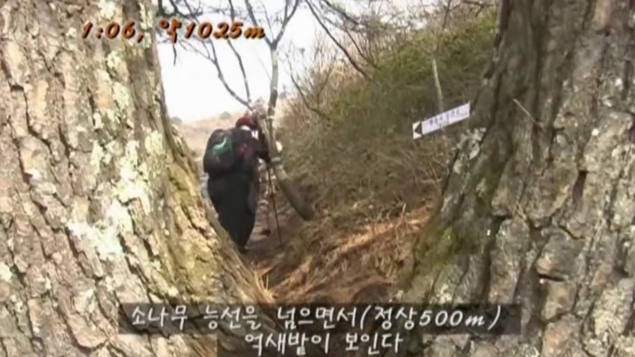 소나무 사이 좁은 길을 지나 억새밭 쪽으로 오르는 장면.