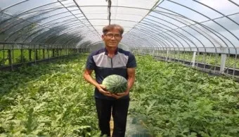 수박 재배 접목 선택 순 따기 당도 올리기_6