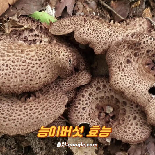 능이버섯 효능