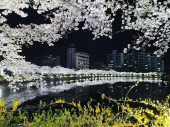 봄꽃 여행지 베스트10 벚꽃 유채 튤립 명소와 걷기 좋은 코스_19