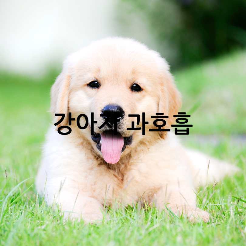 강아지 더위 증상 및 해결법