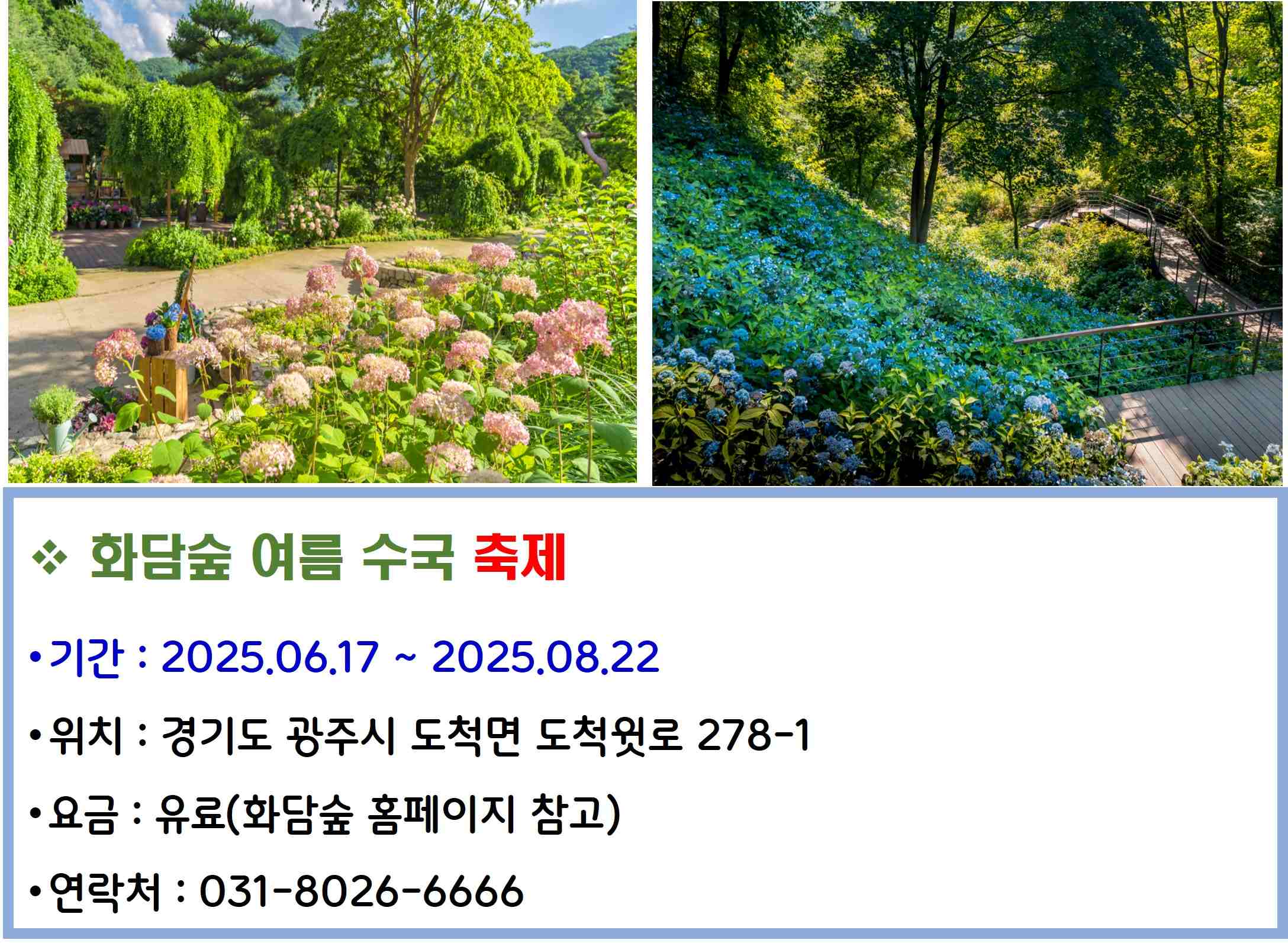 화담숲 여름 수국 축제