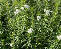 화이트캔디 꽃 이미지 사진