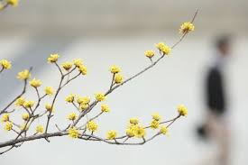 2025년 춘분 뜻 날짜, 의미