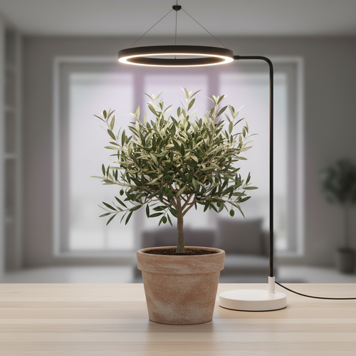 실내외 환경별 올리브나무 겨울 관리 팁 공개