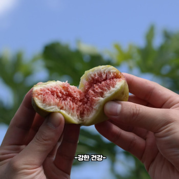 무화과 먹는 방법
