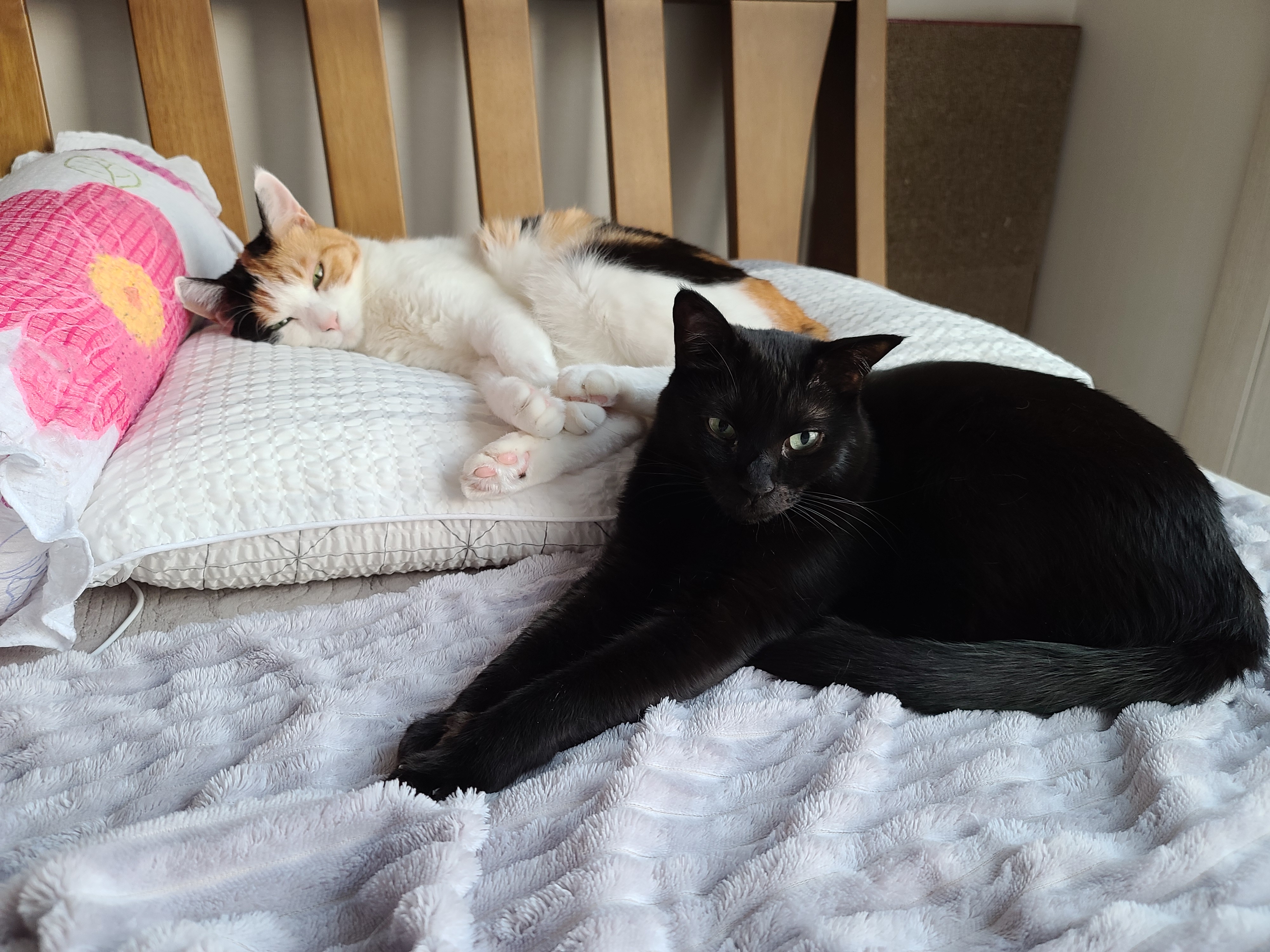 고양이 전기장판