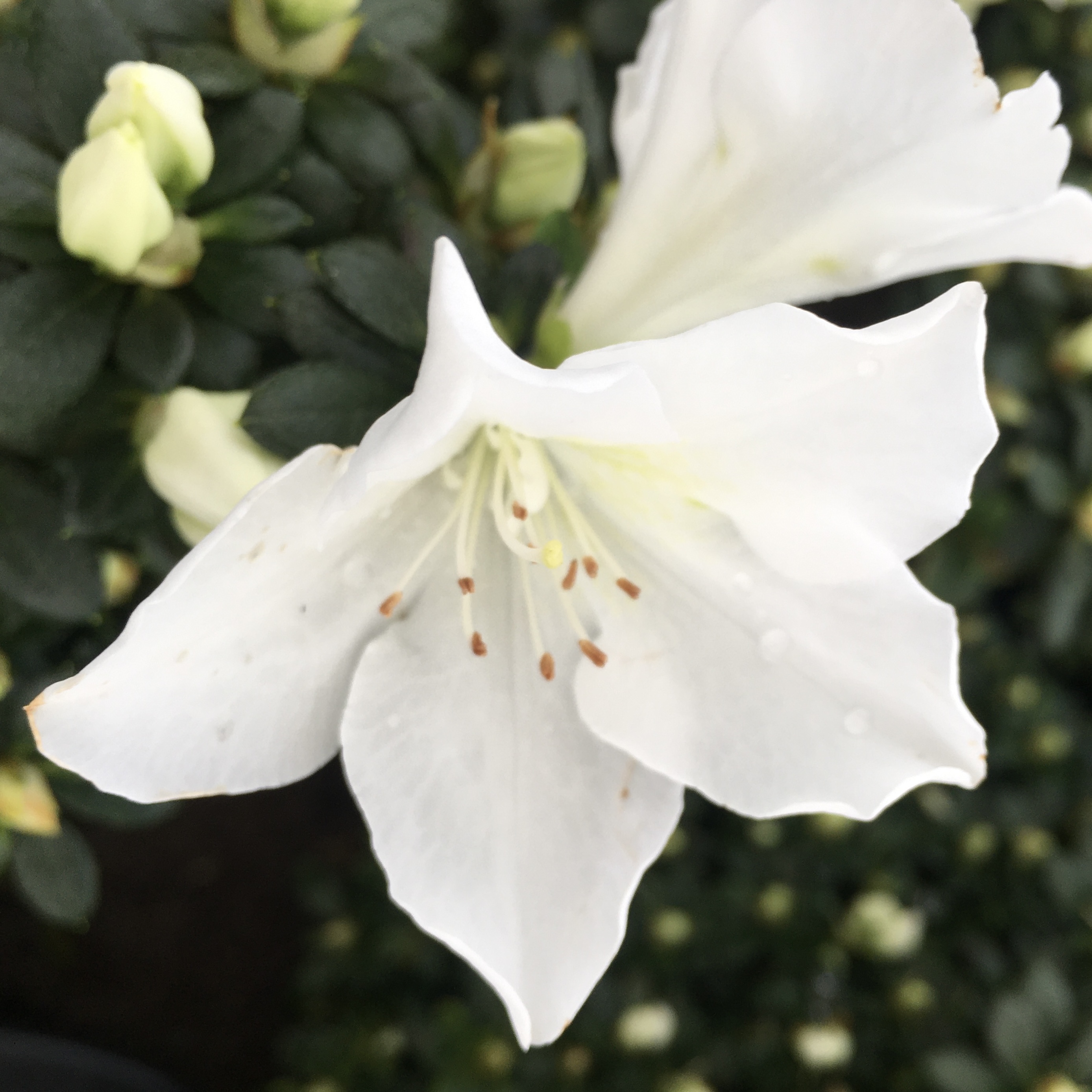 철쭉 아잘레아 삽목 방법, 심는 방법, 가지치기