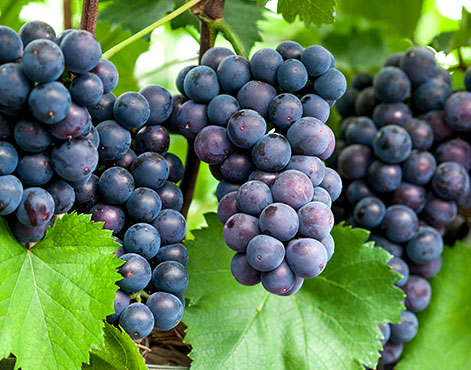 여름철 맛있는 과일을 고르는 방법과 보관 방법