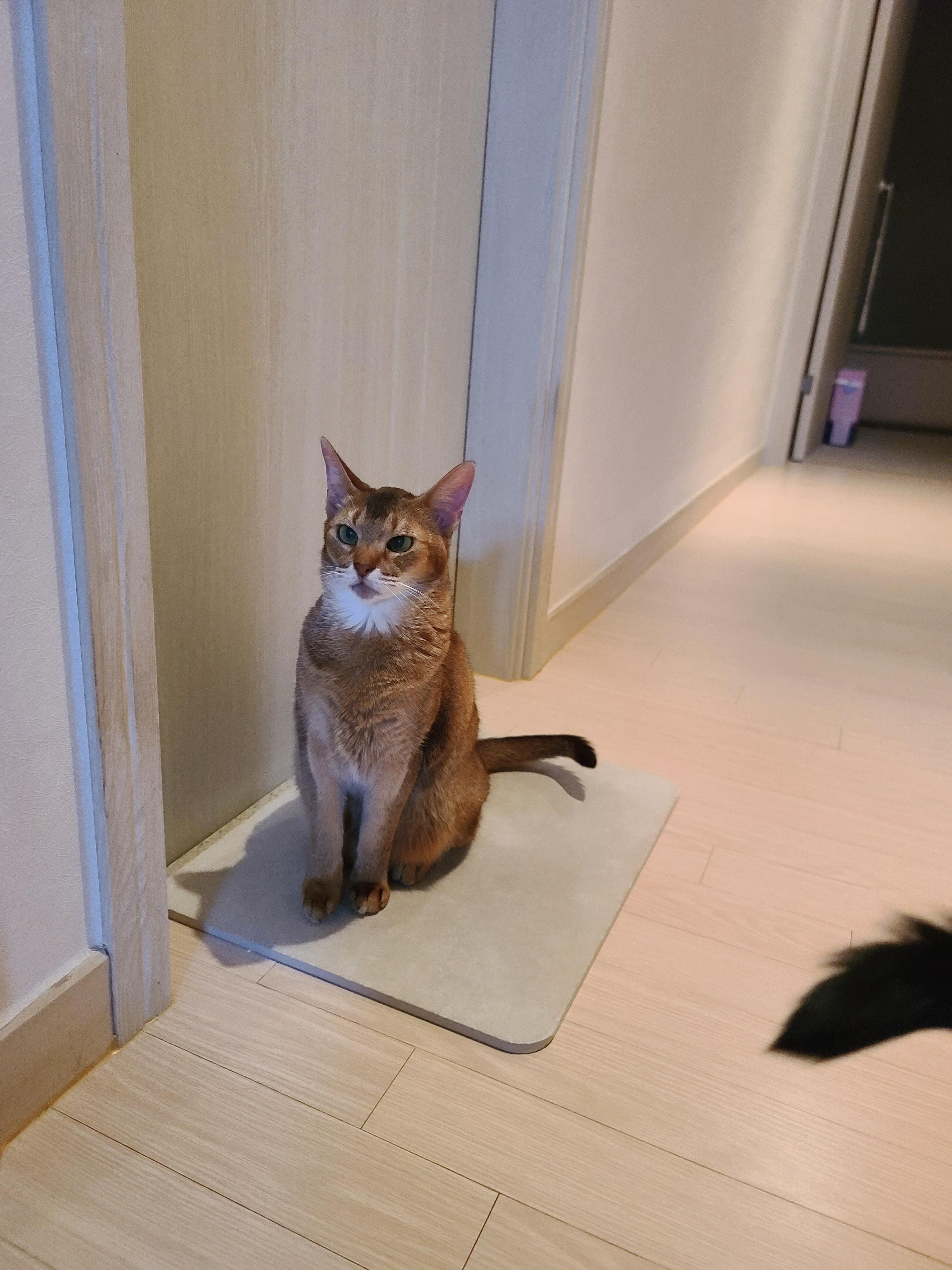 요즘들어 어리광이 늘어버린 외동 성격의 고양이 루디. (feat.질투대마왕 건이)