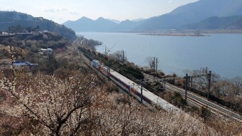 원동 매화축제 안내 2025년