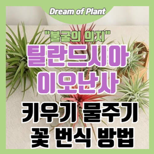 틸란드시아 이오난사 키우는 방법 썸네일 이미지