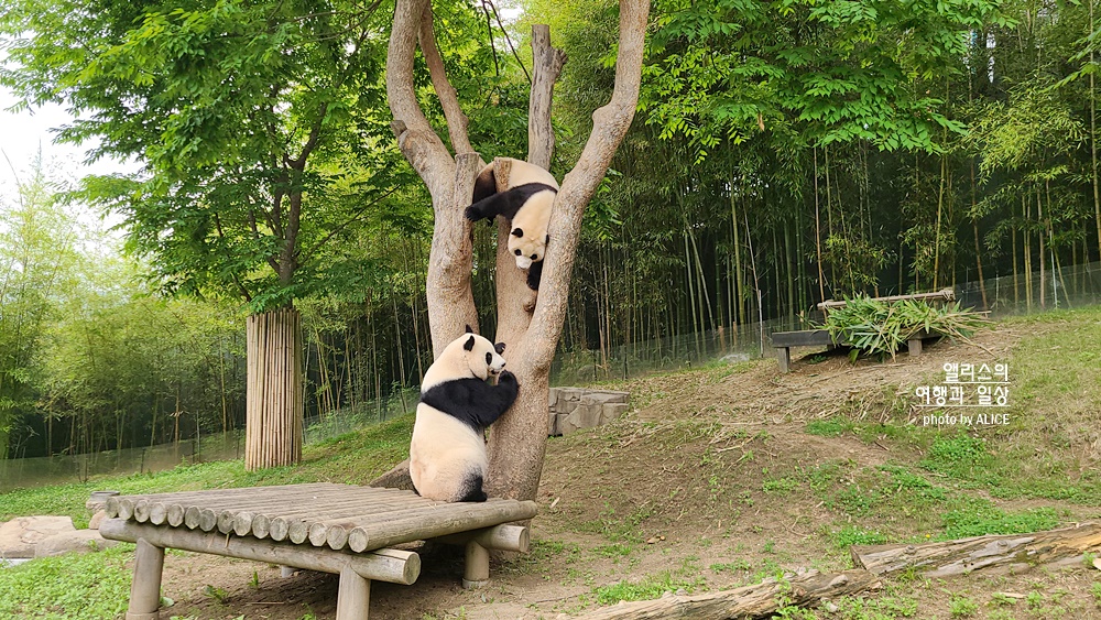 에버랜드 자유이용권 50% 할인, 2022 할로윈 기간 놀이기구 인기 어트랙션 BEST 05