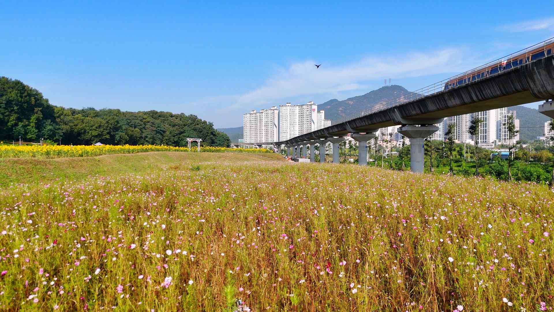 신곡새빛정원 해바라기