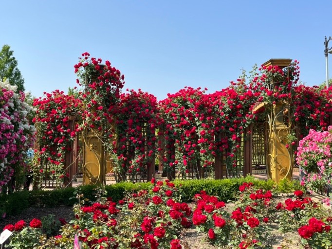 한밭수목원 장미꽃1