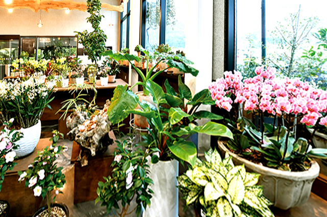 특색있고 아름다운 민간 정원 30선 추천 여행 - 25. 통영 동백커피식물원