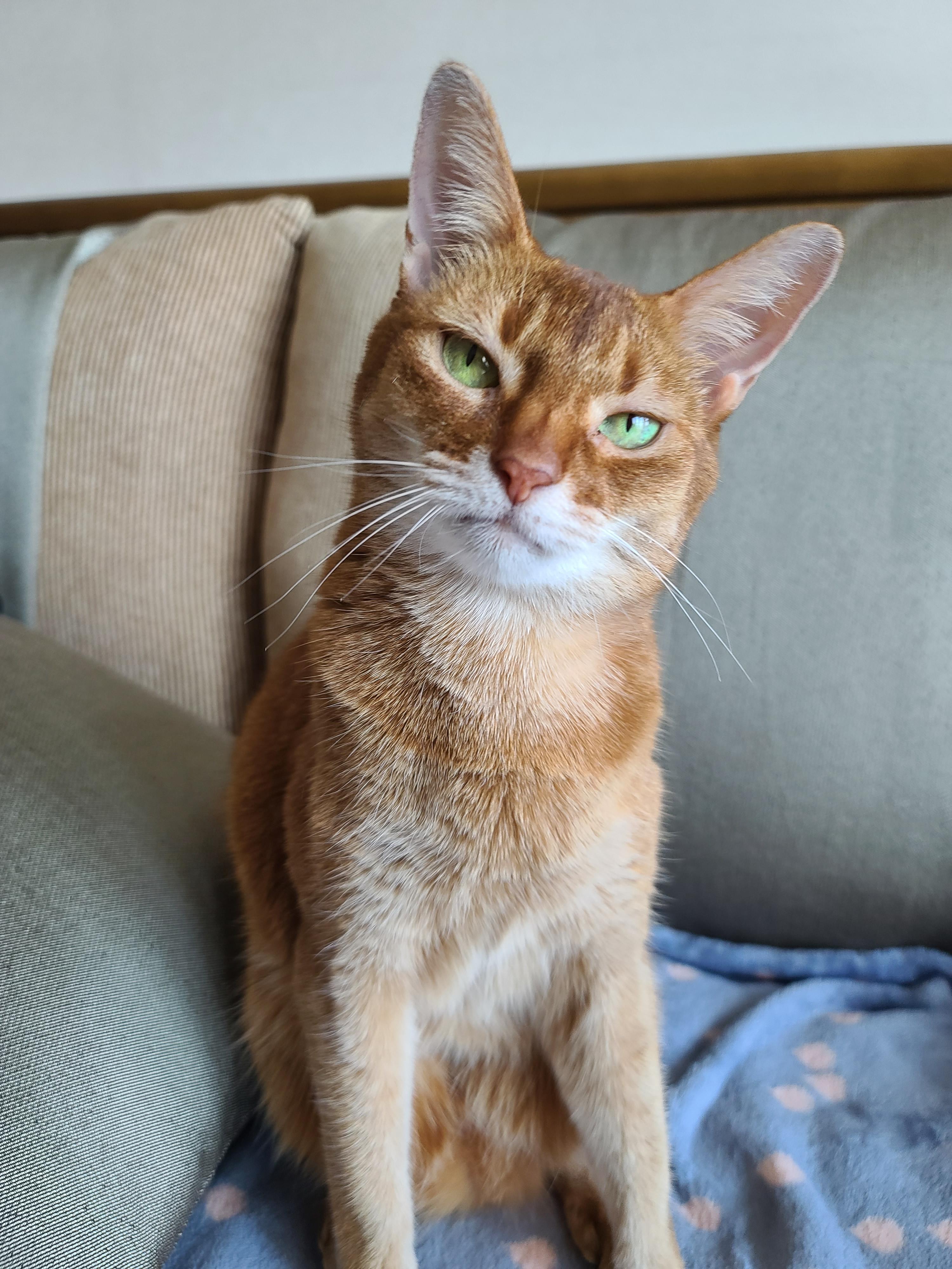 서열1위 아비시니안 루나의 쫑알쫑알.(루나의 속마음)