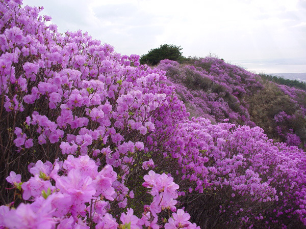 진달래 산