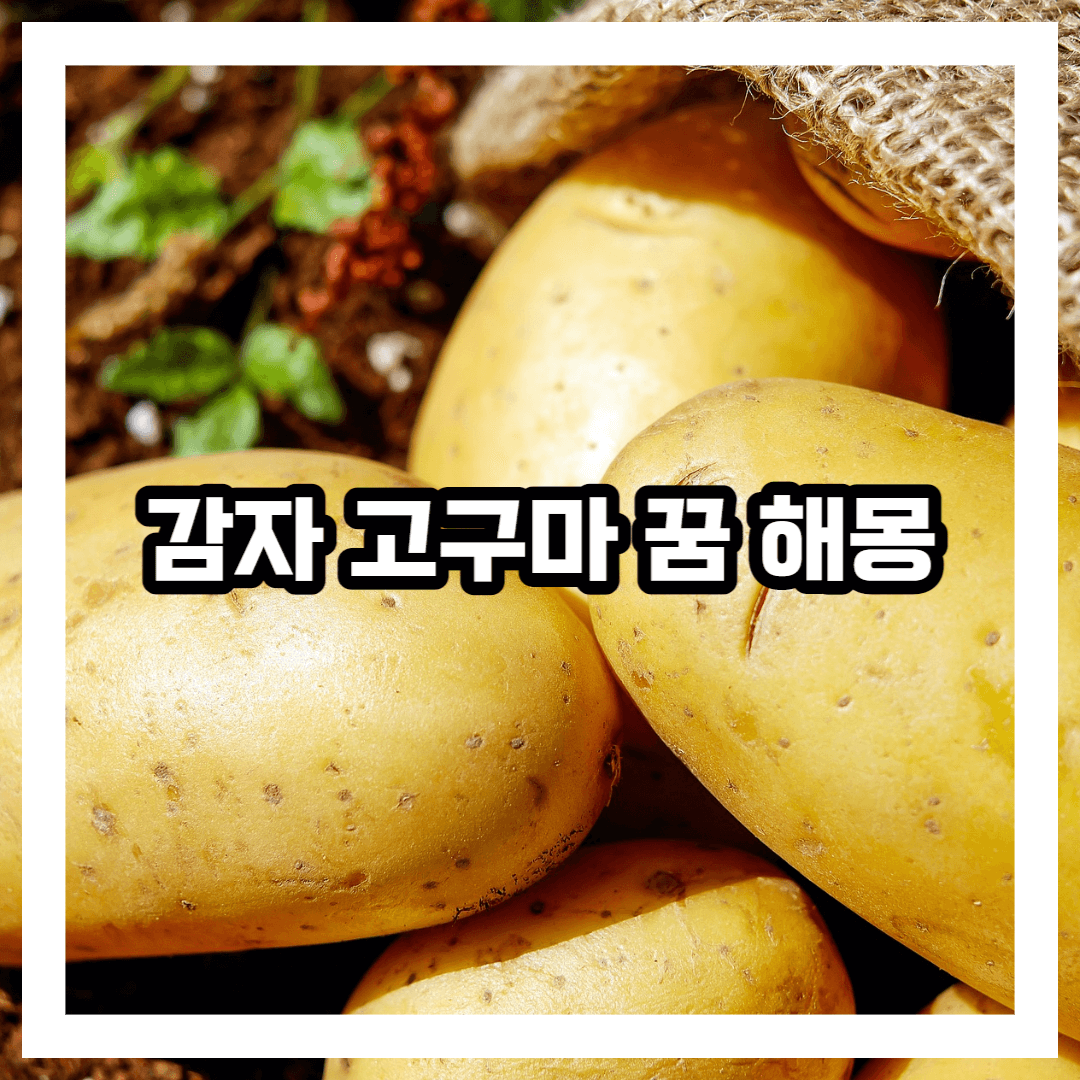 감자 또는 고구마 꿈 해몽