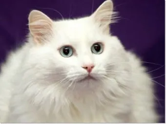 터키시앙고라 고양이 유전병 성격 가격_3