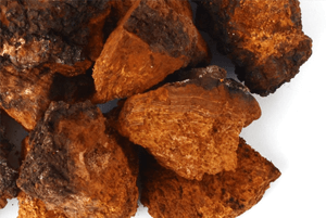 차가버섯 효능04