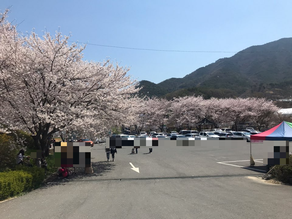 홍성 광천 오서산 벚꽃길 주차 팁 등산 코스 안내