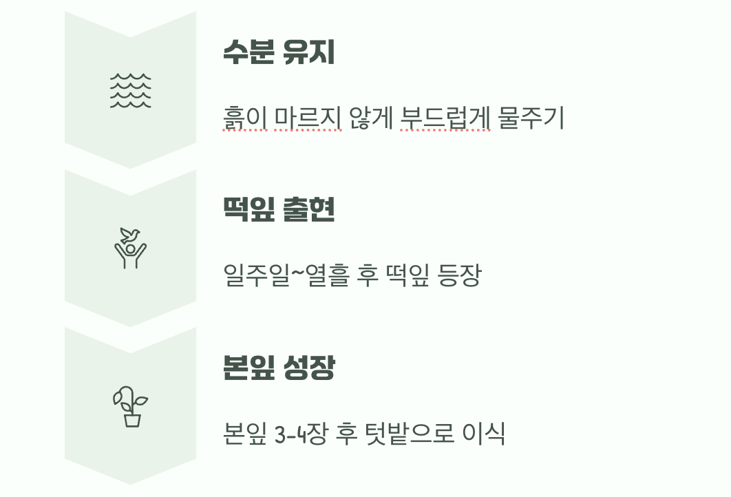 심고 난 후, 가장 중요한 관리법