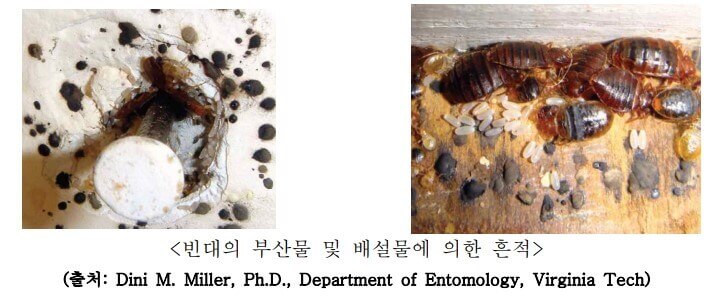 빈대 찾는 법-질병관리청