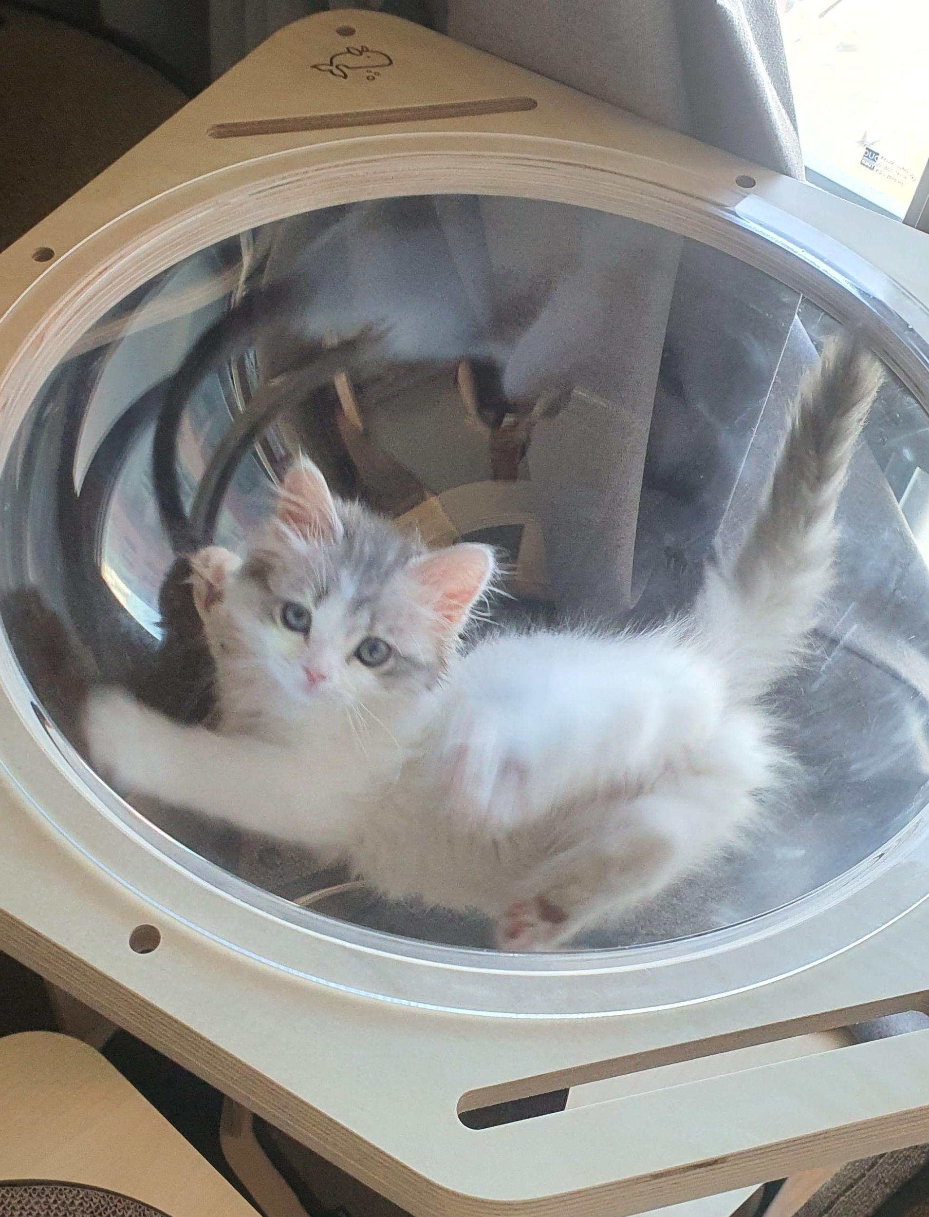 2022.02.17 쿵이의 첫 투명해먹