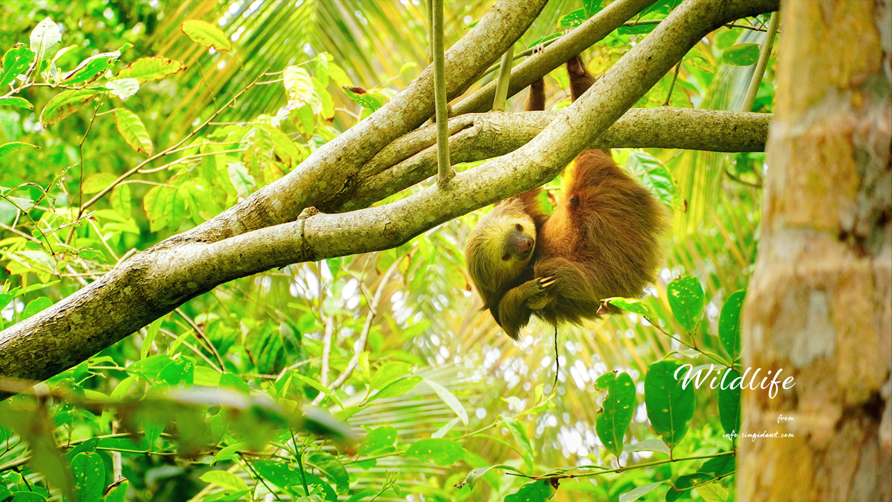 13 거꾸로 매달린 나무늘보 C - Wildlife 코스타리카배경화면